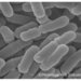 カバー画像:森永乳業、ビフィズス菌M-63で新生児の腸内菌叢改善を確認