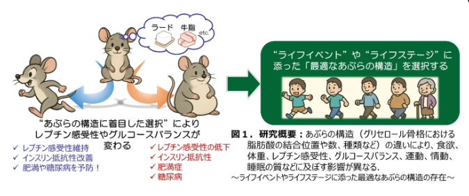 カバー画像:あぶらの構造が抗肥満ホルモンの作用を変える！最新研究結果