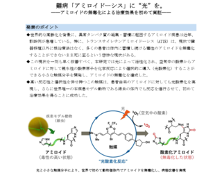 アイキャッチ:［健康］ アルツハイマー病など原因物質の無毒化を実証　東京大学など