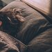カバー画像:manabiが睡眠について「行動変容栄養学講座」を開催