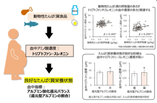 アイキャッチ:妊娠期のたんぱく質栄養状態に特定の血中アミノ酸濃度が関係