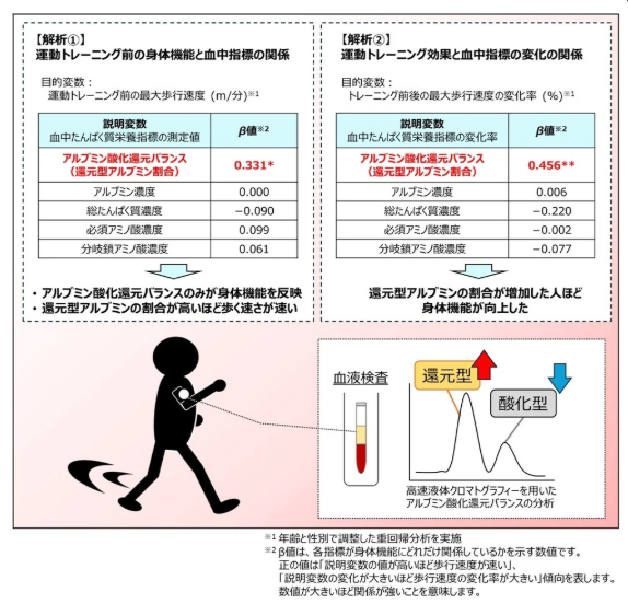 カバー画像:血中アルブミン酸化還元バランスが中高年齢者の身体機能指標に？