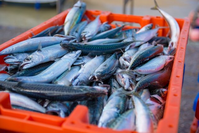カバー画像:内閣府がヒスタミン食中毒予防へ魚の温度管理の徹底を呼びかけ