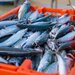 カバー画像:内閣府がヒスタミン食中毒予防へ魚の温度管理の徹底を呼びかけ