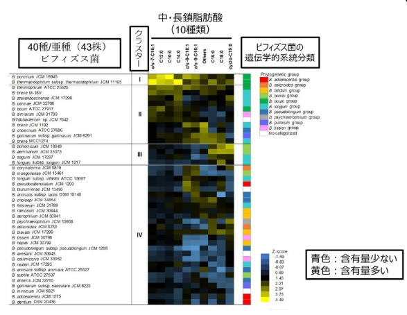 カバー画像:森永乳業、ビフィズス菌は菌種菌株により含有する脂肪酸組成に大きな違いがあることを確認