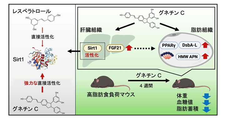 カバー画像:熊本大、食用植物由来のポリフェノールで2型糖尿病症状の改善を確認