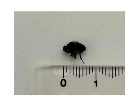 アイキャッチ:沖縄県那覇市の寄宮中学校の給食に異物が混入