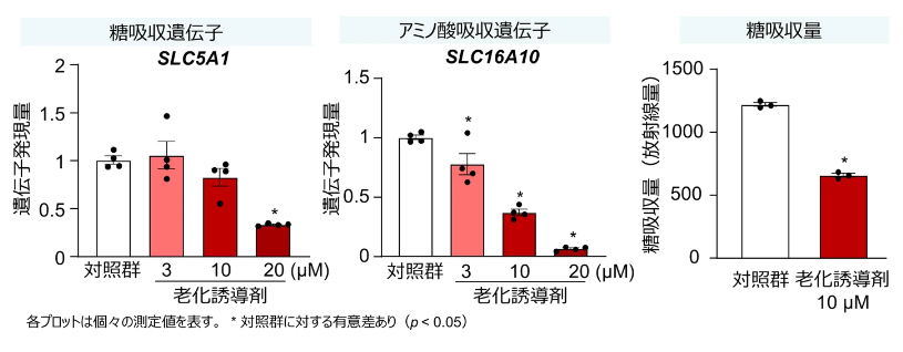 カバー画像:老化した小腸上皮細胞では栄養素吸収が低下
