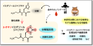 アイキャッチ:疲れに効くイミダゾールジペプチド、酸化により血中安定性と抗酸化力が向上