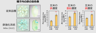 アイキャッチ:東京農大ら、遺伝子組換え不使用で鉄を多く含む米の開発に成功