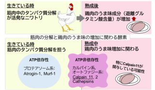 アイキャッチ:岡山大学ら、食肉熟成におけるうま味形成メカニズムの一端を解明