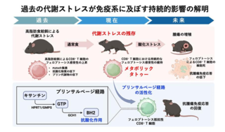 アイキャッチ:過去の代謝ストレスが免疫系に持続的な影響