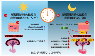 アイキャッチ:妊娠期の鉄摂取は夕方よりも朝が最適