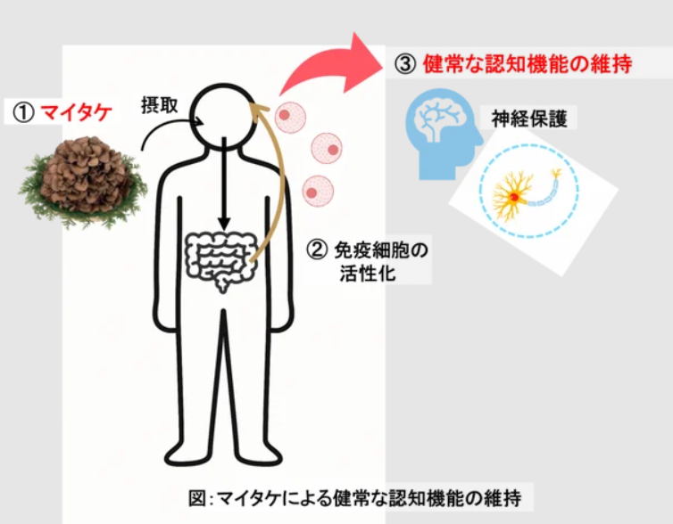 アイキャッチ:マイタケ摂取で認知機能改善の可能性