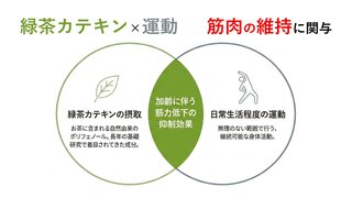 アイキャッチ:緑茶カテキンと運動の併用、高齢者の筋力維持に可能性