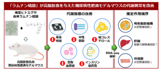 アイキャッチ:ヒトエグサ由来の成分が糖尿病性肥満モデルマウスの代謝異常を改善