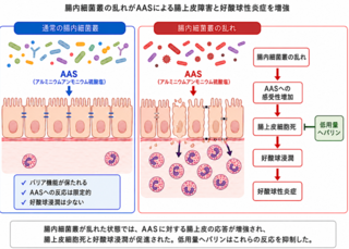 アイキャッチ:腸内細菌叢の乱れが食品添加物による炎症を増強