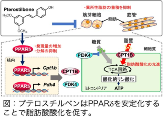 アイキャッチ:信州大、ブルーベリー由来成分が筋肉細胞の脂質蓄積を抑える新たな仕組みを解明