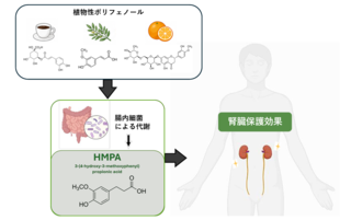 アイキャッチ:腸内細菌の作るHMPAに腎臓保護効果