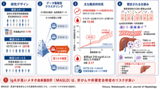 アイキャッチ:メタボ由来の脂肪肝、血液中IgA高値で肝がん・肝硬変合併症予測に
