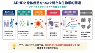 アイキャッチ:ADHDと肥満・糖尿病をつなぐ新生物学的関連を発見