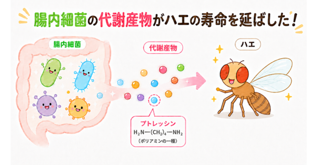アイキャッチ:腸内細菌由来のポリアミンが宿主の寿命延伸に効果