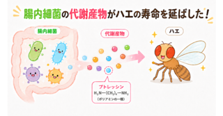 アイキャッチ:腸内細菌由来のポリアミンが宿主の寿命延伸に効果