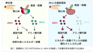 アイキャッチ:飢餓時にアミノ酸代謝を支える新規ホルモン様ペプチドを発見