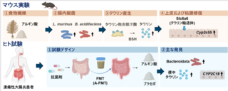 アイキャッチ:順天堂大ら、腸内細菌が食物繊維で腸粘膜の修復を促すことを発見